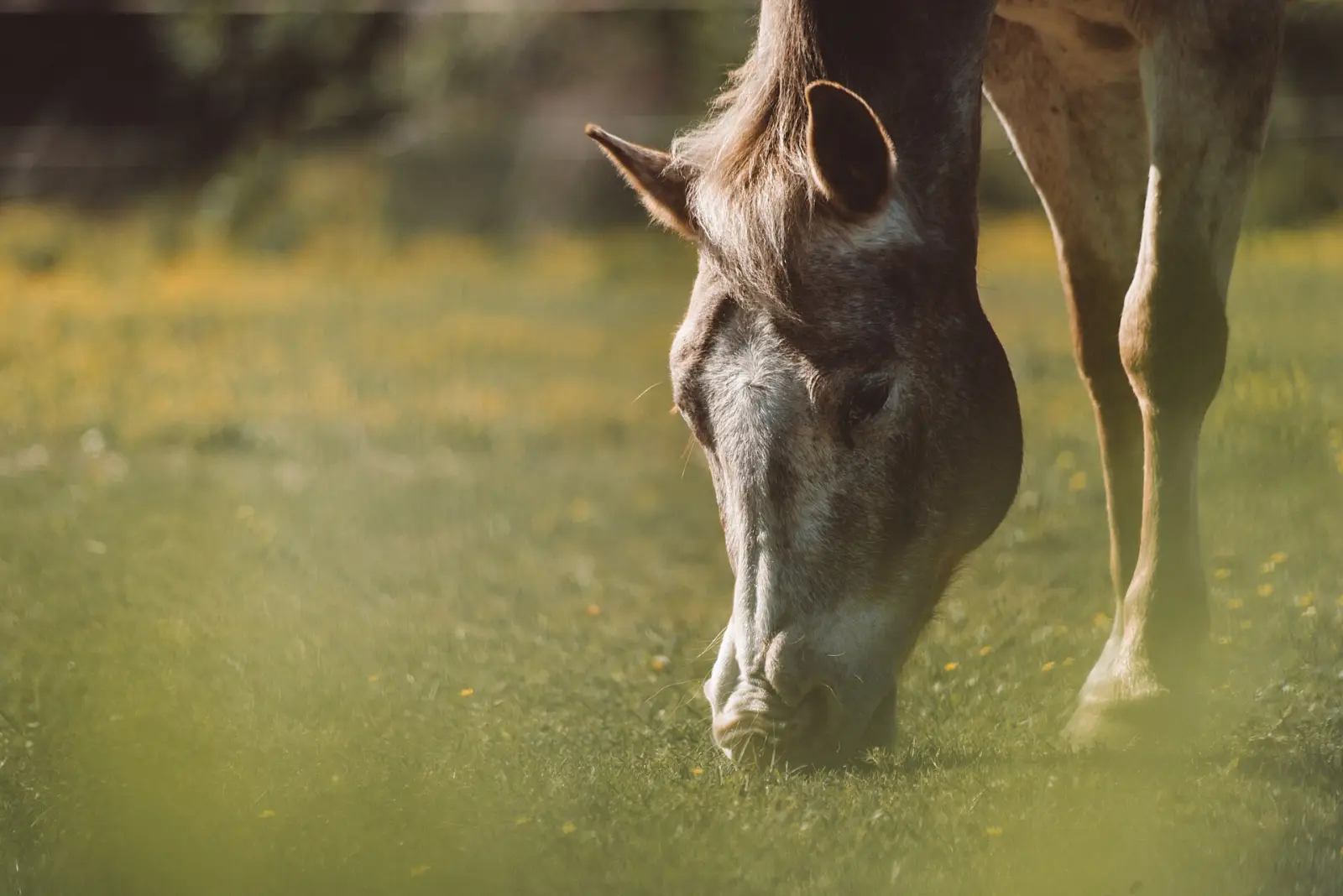 Cheval gris qui broute dans une prairie