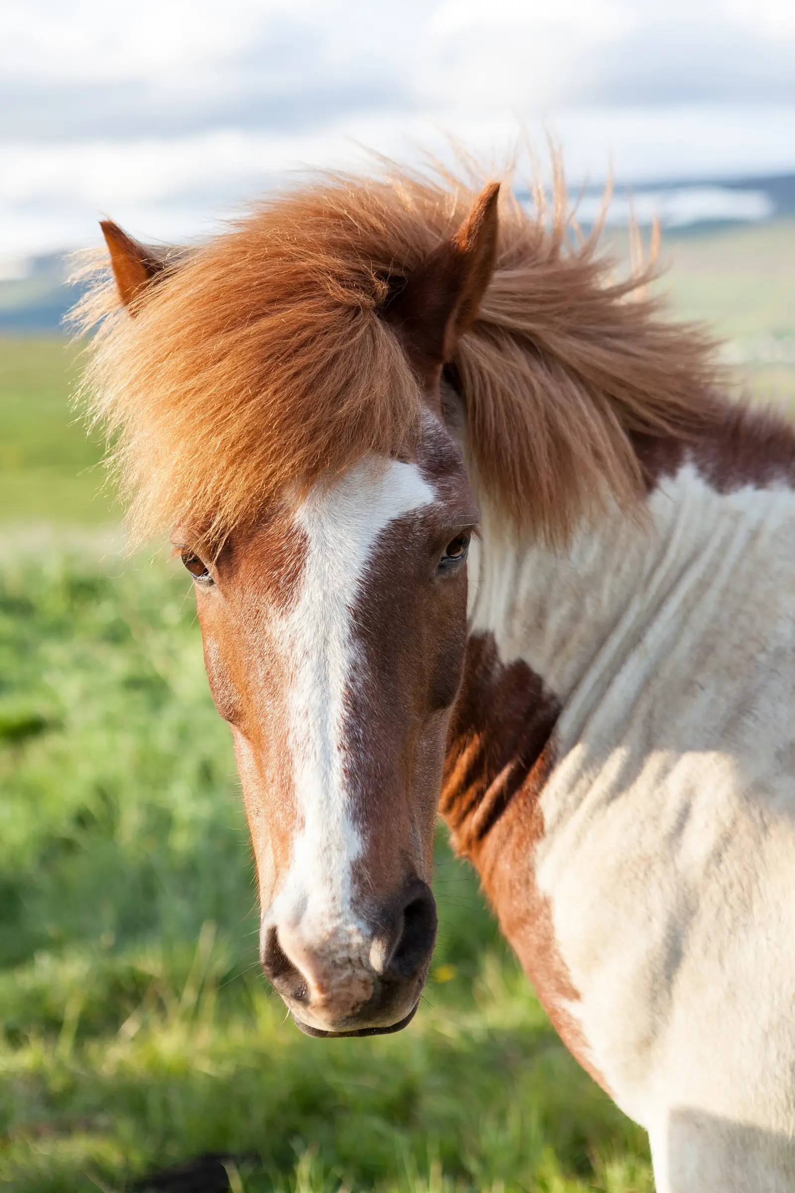 Gros plan d’un cheval pie