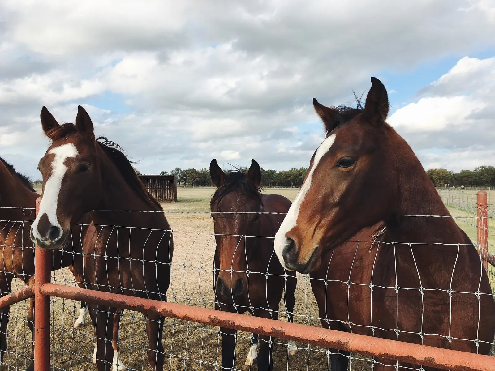 Chevaux bai au paddock, derrière la clôture