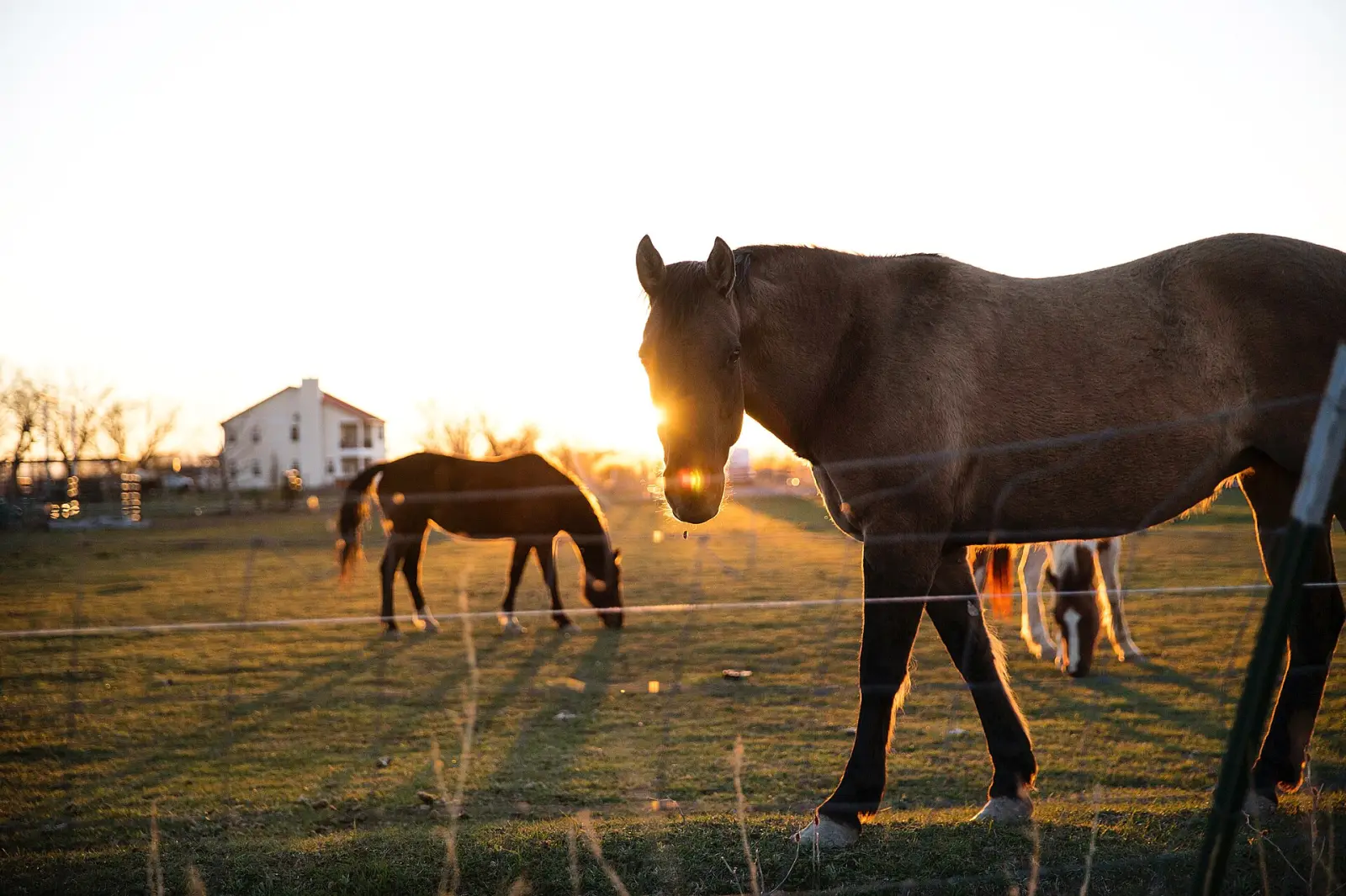Chevaux au pré au coucher du soleil