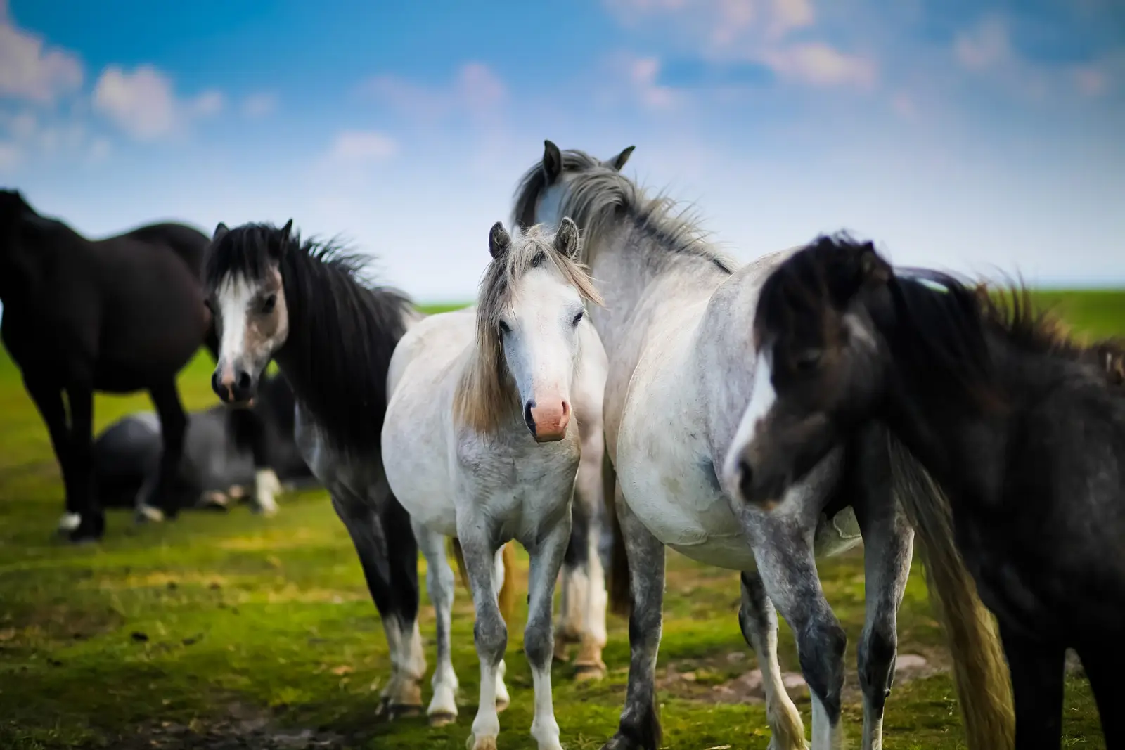 Troupeau de chevaux au pré